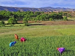 AFRIQUE : l’OIF recherche des innovations climatiques à présenter à la COP27©DELBO ANDREA/Shutterstock