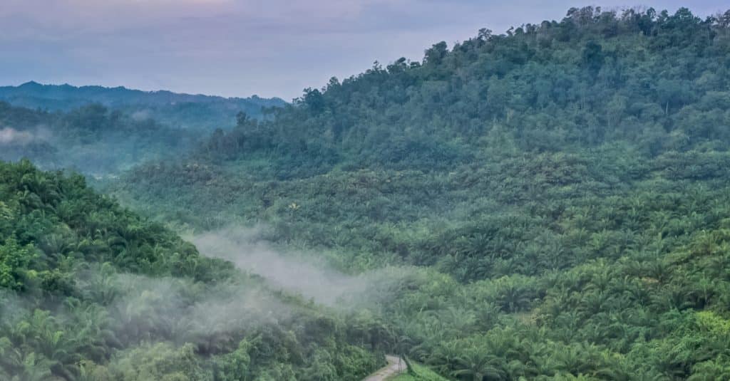 COP27: Congo demands promised funds to protect Central African forests ©BorneoRimbawan