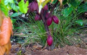 RDC : une initiative sur le cacao durable pour protéger la Réserve de faune à Okapis©WCS