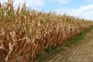 KENYA: Government to mobilise $82m to scale up drought response ©juerginho/Shutterstock