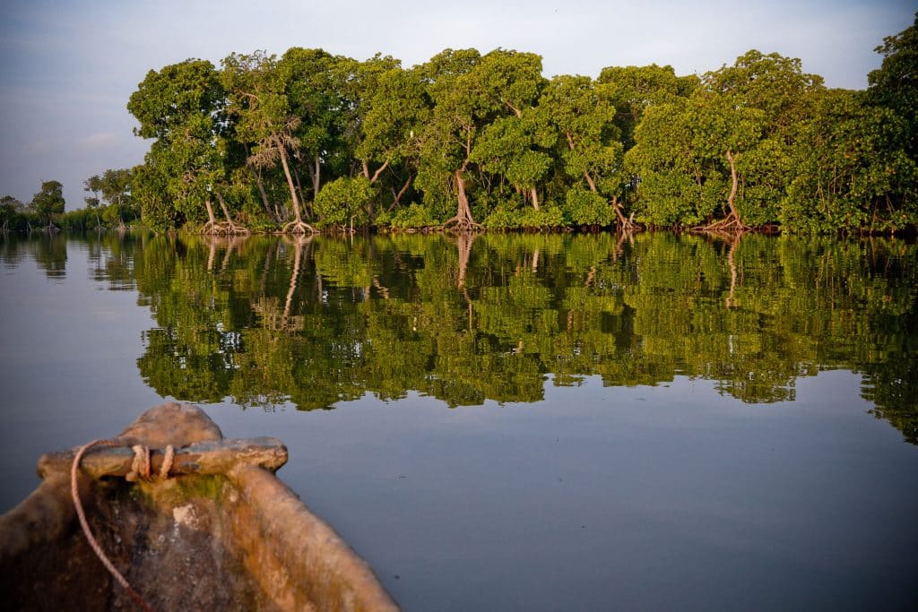 CAMEROON: Planète urgence launches the restoration of 1,000 hectares of mangroves© Erica Chiale/Shutterstock