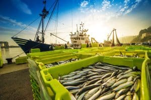 AFRIQUE : la France voudrait institutionnaliser le pillage des océans? ©enzosub/Shutterstock