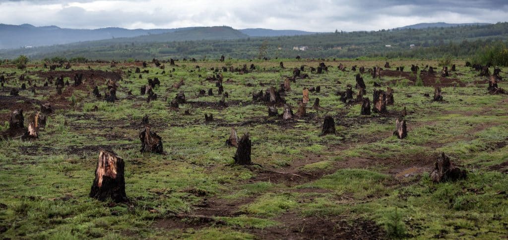 COP27: deforestation among the obstacles to the +1.5°C target by 2100©Dudarev Mikhail/Shutterstock