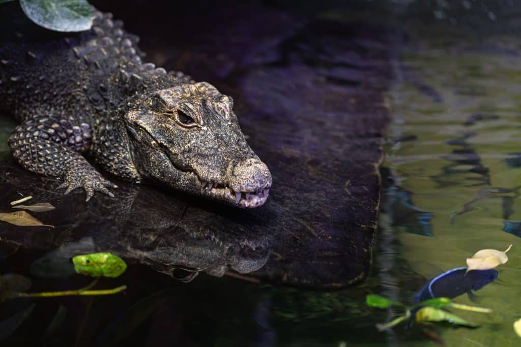 MAROC : vers la réintroduction du crocodile marocain, disparu il y a 70 ans©Saad315/Shutterstock