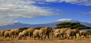 TANZANIE : la population d’éléphants se rétablit©Paul Hampton/Shutterstock