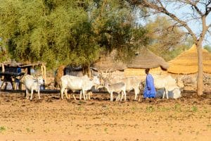 MALI : l’IDA prête 30 M$ pour la résilience climatique dans les zones arides© Anton_Ivanov/Shutterstock