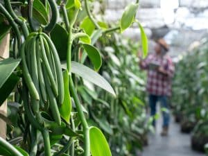 INDIAN OCEAN: with UNDP, Agri Resources promotes sustainable vanilla farming@ Chomplearn/Shutterstock