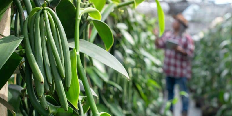 Cultivating vanilla to support the forest and sustainable livelihoods