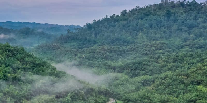 COP27 : le Congo réclame les fonds promis pour protéger les forêts d’Afrique centrale ©BorneoRimbawan