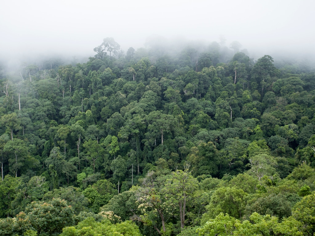 Ivory Coast: Yamoussoukro launches the 2nd phase of the Forestry Investment Project©anek_cg/Shutterstock