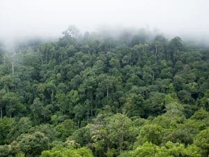 CÔTE D’IVOIRE : Yamoussoukro lance la 2e phase du Projet d’investissement forestier ©anek_cg/Shutterstock