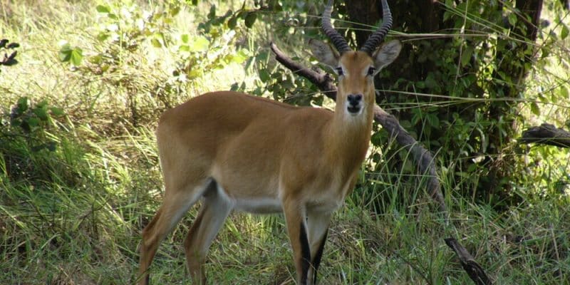 SÉNÉGAL : le géant des phosphates OCP soutient la protection du parc du Niokolo Koba @Unesco