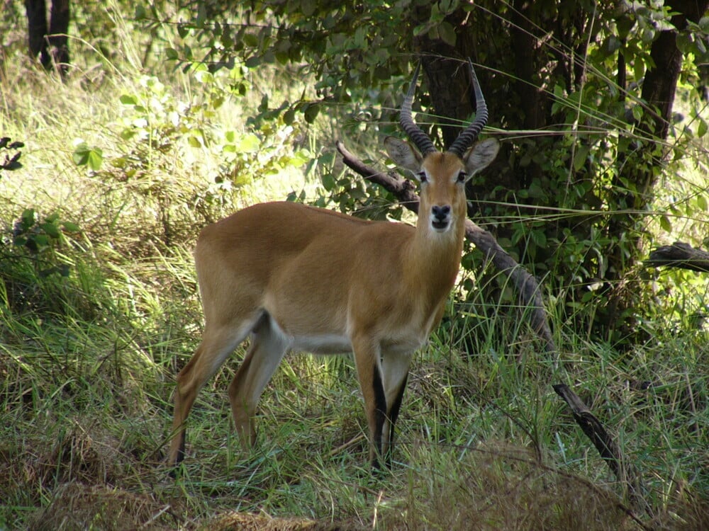 SÉNÉGAL : le géant des phosphates OCP soutient la protection du parc du Niokolo Koba @Unesco