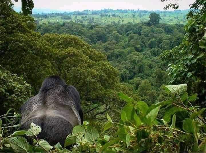 RDC : une action pour déloger les rebelles du M23 du parc national des Virunga©Jeremy Arusi Adeba/Shutterstock