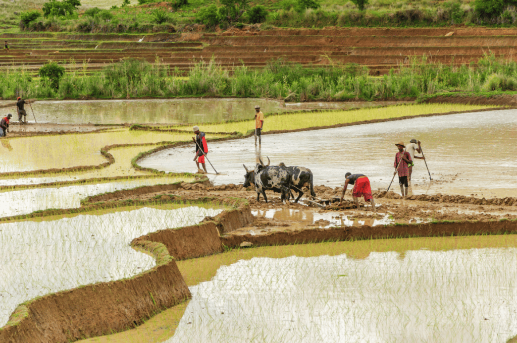 MALI : 12 M€ de la BOAD pour réhabiliter les périmètres agricoles face aux inondations ©Oliver S/Shutterstock