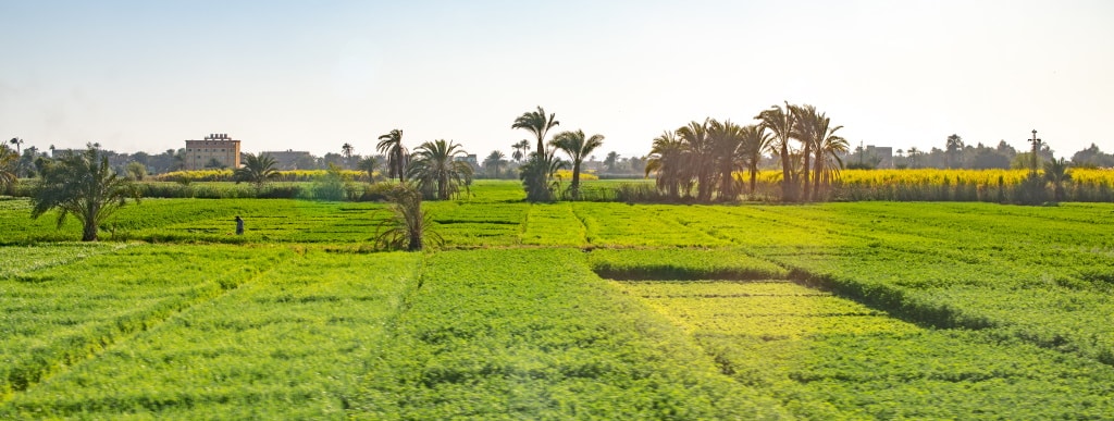 ALGERIA: A Scientific committee in Algiers for development of sustainable agriculture© Dmytro Hai/Shutterstock