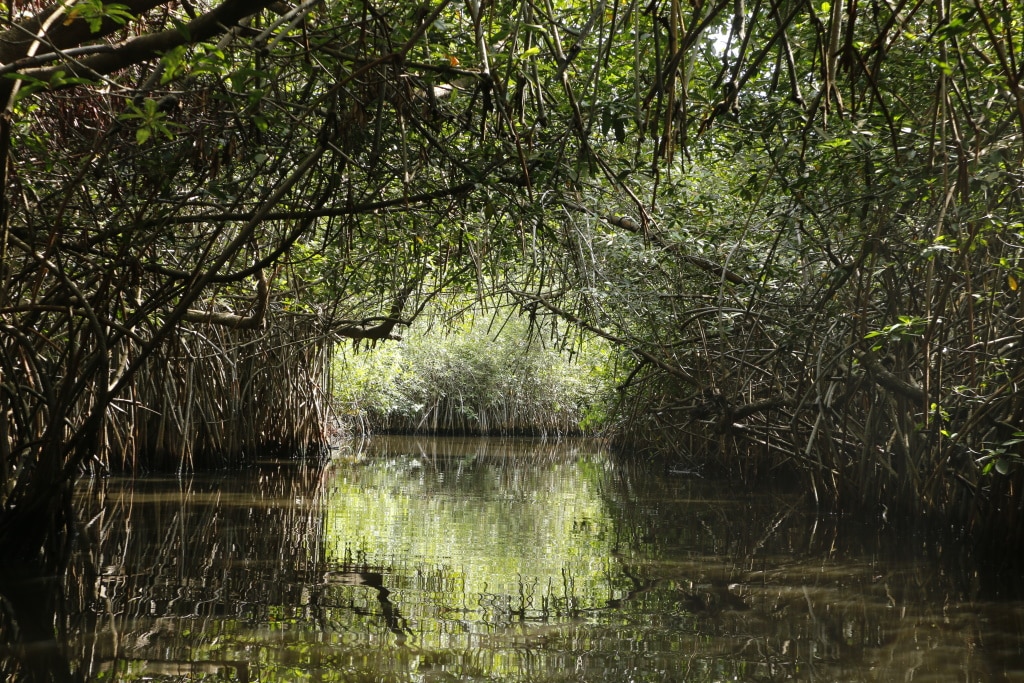 BENIN: FAO to support mangrove ecosystem management in nine cities ©Cora Unk Photo/Shutterstock