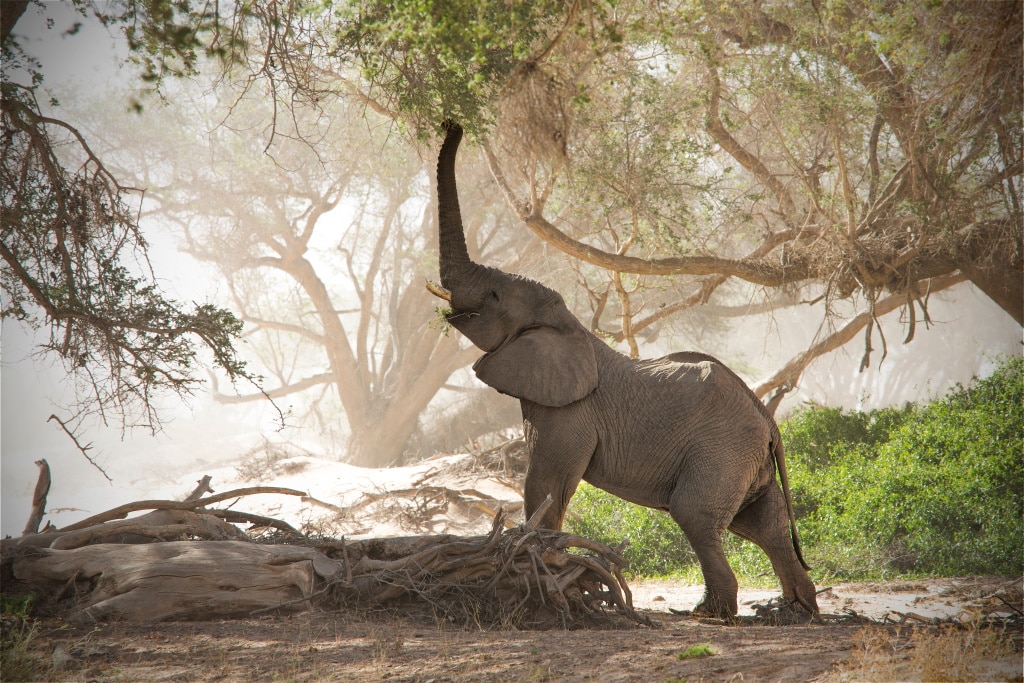 AFRIQUE : la Namibie honorée au concours sur le tourisme durable de l’ONU© Thomas Retterath/Shutterstock