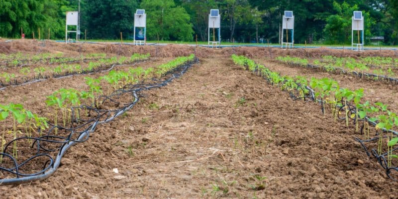 OUGANDA : 160 agriculteurs seront dotés de systèmes d’irrigation à Kapelebyong ©20INZ/Shutterstock