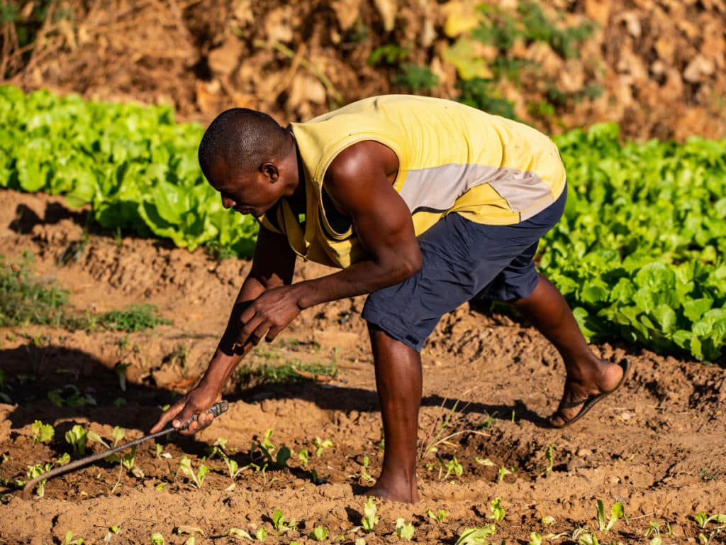 NIGER : la BOAD promet 35 M€ pour l’agriculture résiliente au climat©Harmattan Toujours/Shutterstock