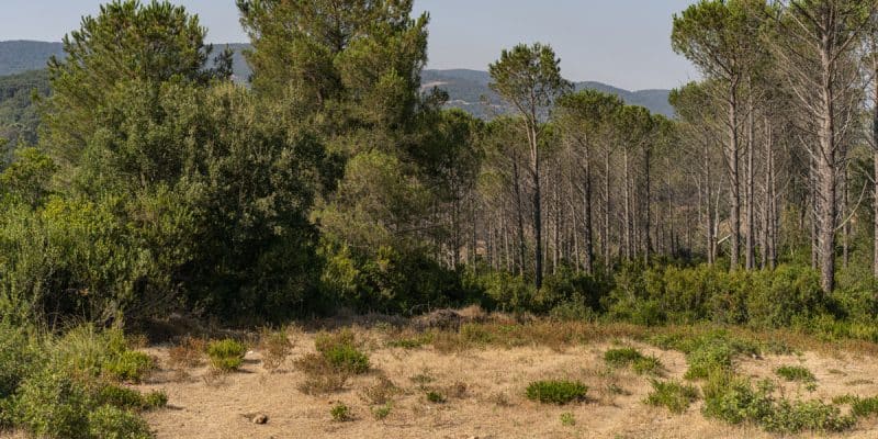 Forest restoration – saving East Africa's rare trees