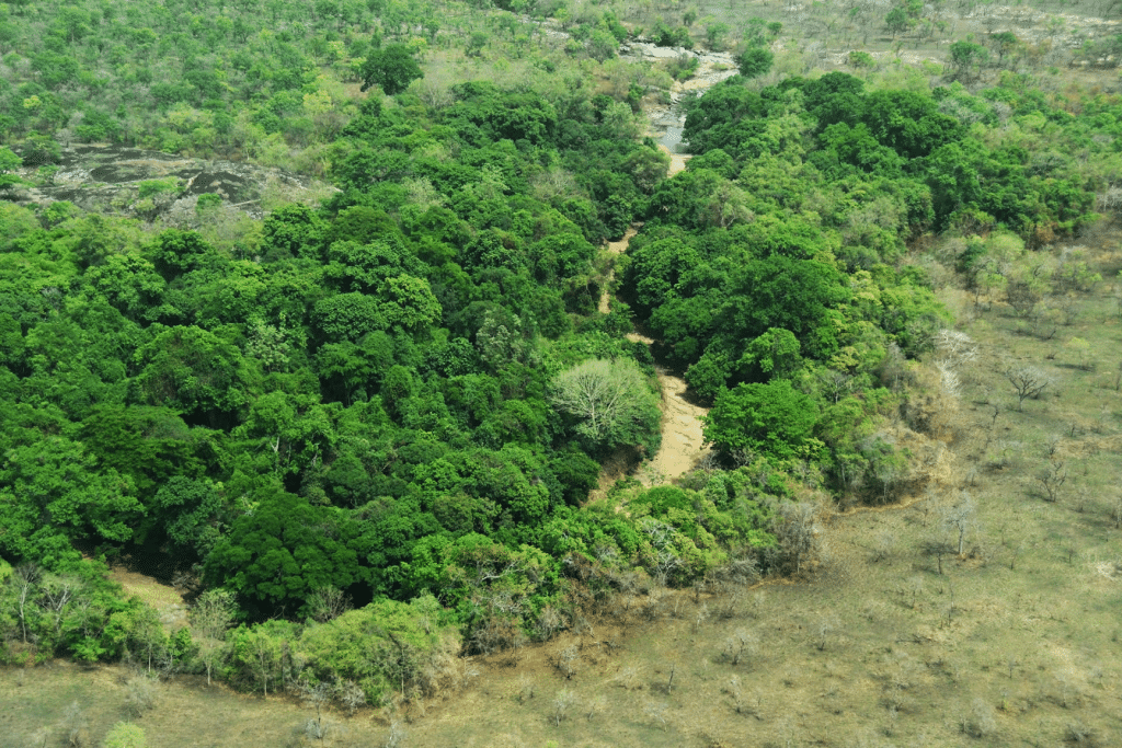 Ivory Coast: €3M for the sustainable management of 12 classified forests in Tchologo ©Government of Ivory Coast