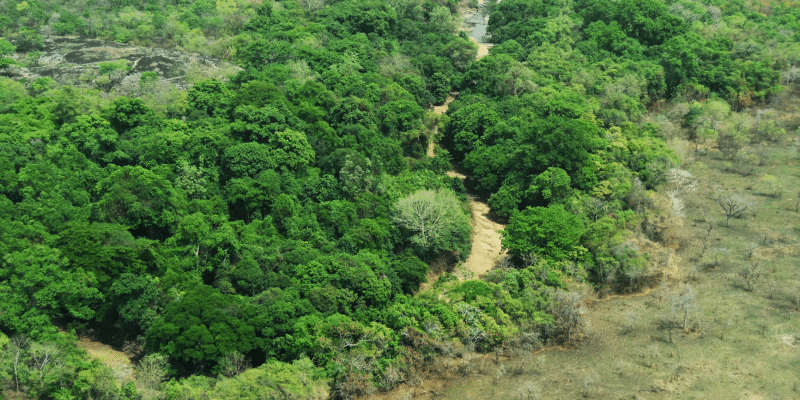 CÔTE D’IVOIRE : 3 M€ pour la gestion durable de 12 forêts classées à Tchologo ©Gouvernement Côte d’Ivoire