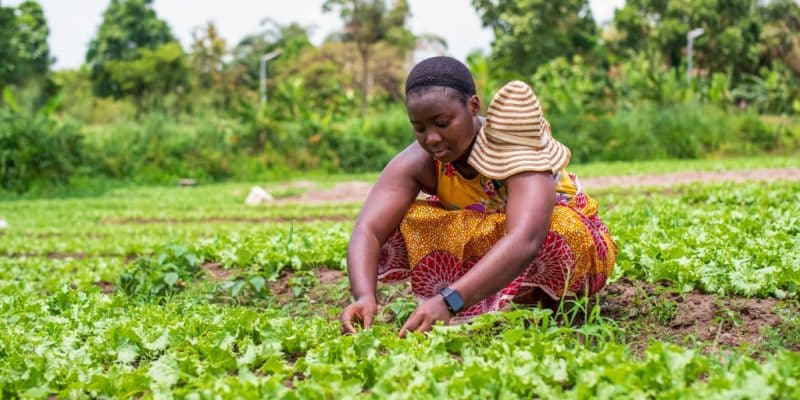 AFRIQUE : restauration des terres dégradées et sécheresse, quel rôle pour les femmes ?©Yaw Niel /Shutterstock