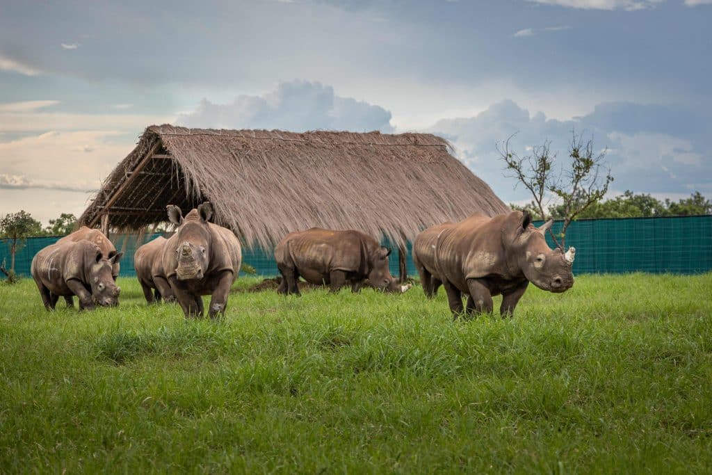 DRC: the rhino arrives in Garamba Park after a 17-year absence © African Parks