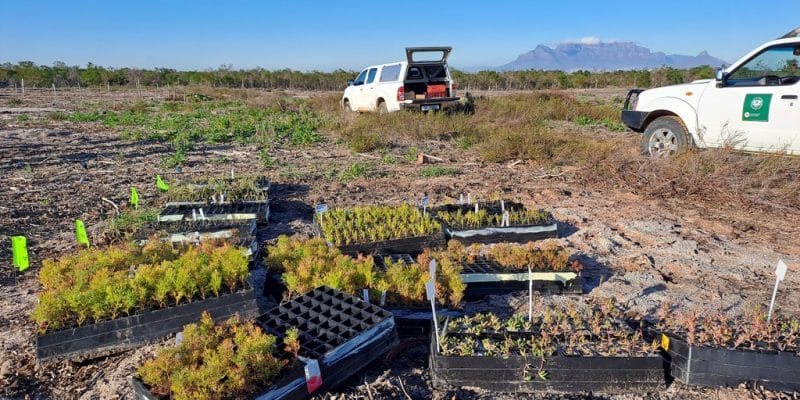 SOUTH AFRICA: near Cape Town, the Blaauwberg nature reserve is reforested©City of Cape Town