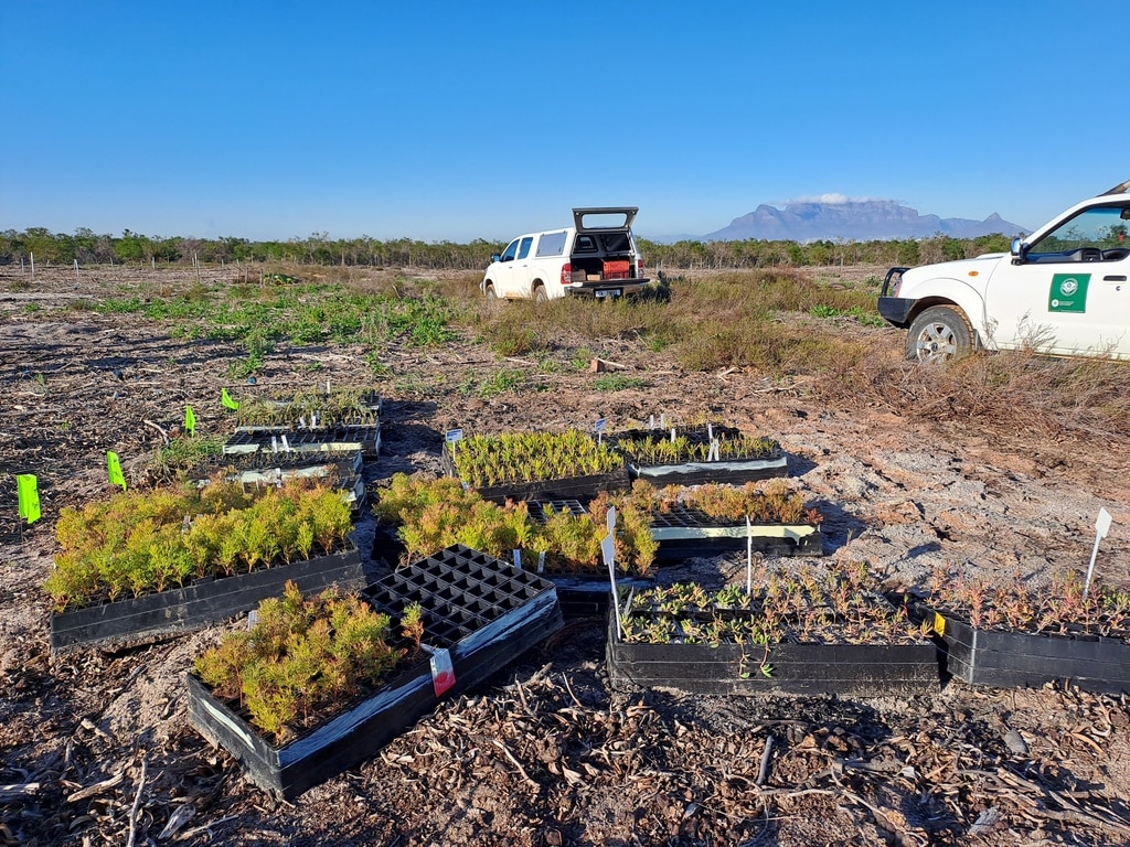 SOUTH AFRICA: near Cape Town, the Blaauwberg nature reserve is reforested©City of Cape Town