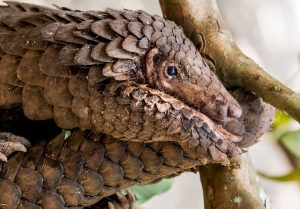 CAMEROUN : les chefs traditionnels disent non à la viande de pangolin©WildAid