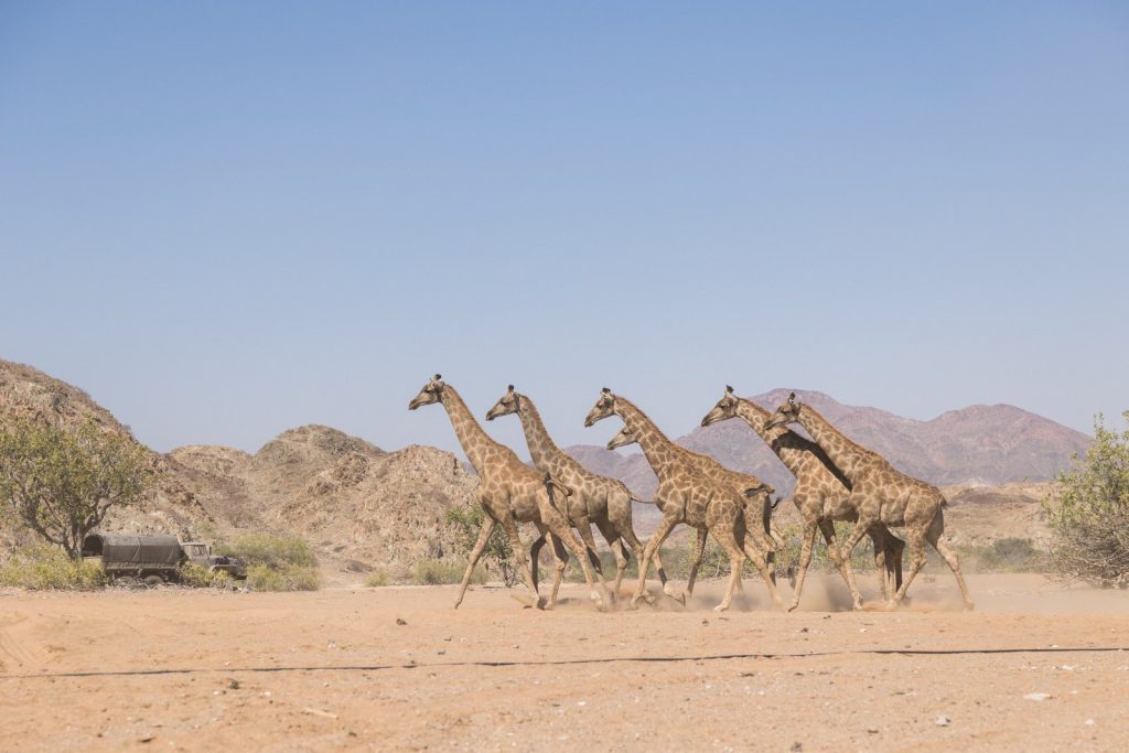 ANGOLA: the return of the giraffe to Iona National Park raises hopes © GCF