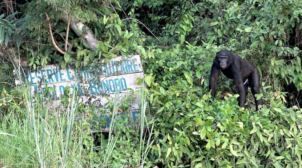 RDC : l’unique réserve de Bonobo au monde risque de fermer, à cause des violences© Lola ya Bonobo