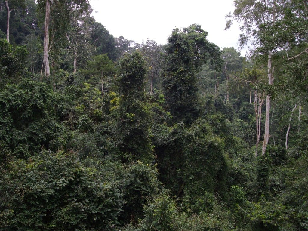 CAMEROUN : des pratiques hors la loi du ministère des forêts, dénoncées à Ebo©Roger de la Harpe/Shutterstock