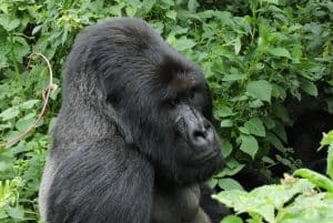 RDC : 14 ONG accusent les rebelles du M23 de pillage dans le parc des Virunga