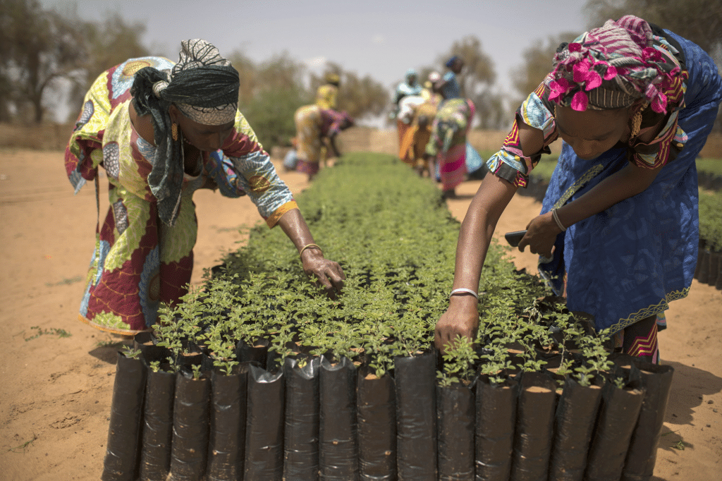 CAMEROON: "Green Diocese", an operation to plant 6,000 trees in Maroua ©FAO