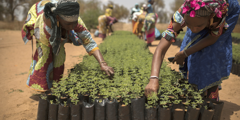 CAMEROON: "Green Diocese", an operation to plant 6,000 trees in Maroua ©FAO