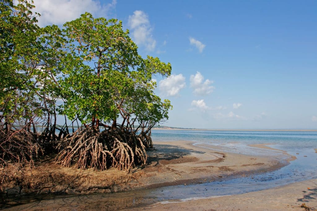 SÉNÉGAL : un camp de reboisement pour lutter contre l’érosion côtière à Diembering ©EcoPrint Shutterstock