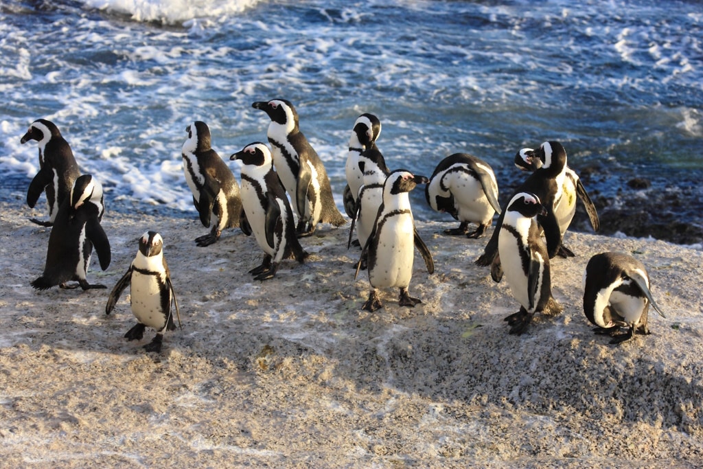 SOUTH AFRICA: Pretoria limits fishing to halt the decline of the Cape penguin © francesco de marco/Shutterstock