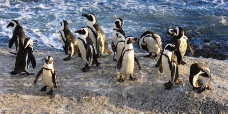 AFRIQUE DU SUD : Pretoria limite la pêche pour freiner le déclin du manchot du Cap © francesco de marco/Shutterstock