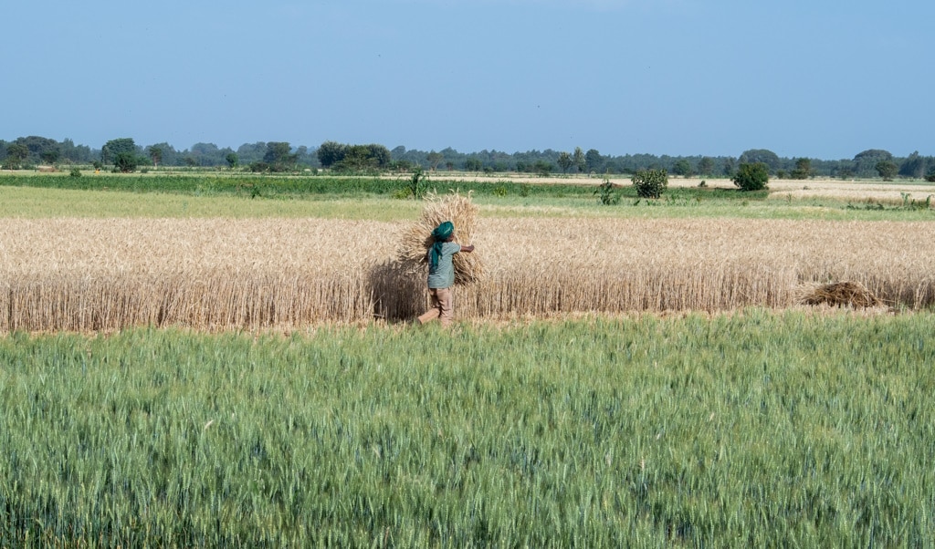 ETHIOPIA: GCA technical assistance for growing climate-resilient wheat © Hailu Wudineh TSEGAYE/Shutterstock