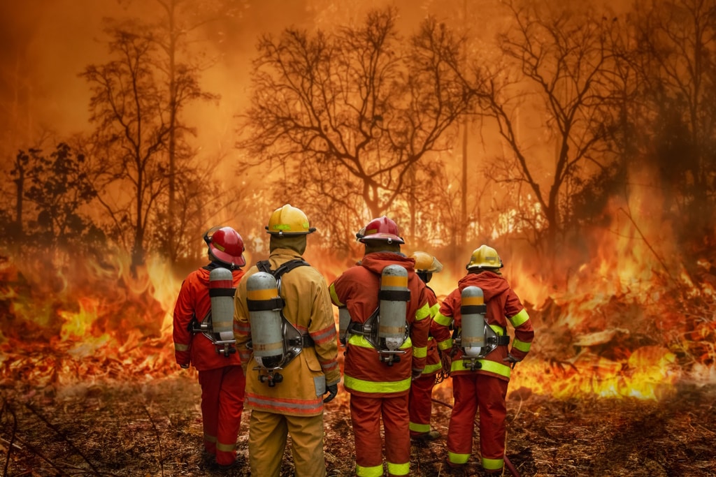 MOROCCO: concern after the destruction of 780 hectares of forest in Maghraoua ©Toa55/Shutterstock