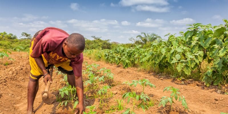 Climate: Oslo and Washington aim to raise $200m for climate-resilient agriculture©Andre Silva Pinto/Shutterstock