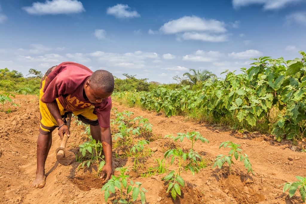 Climate: Oslo and Washington aim to raise $200m for climate-resilient agriculture©Andre Silva Pinto/Shutterstock