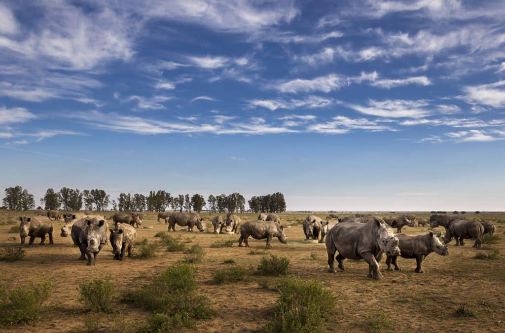 AFRIQUE: l’élevage Platinum Rhino racheté in extrémis, mais sera fermé © African Parks