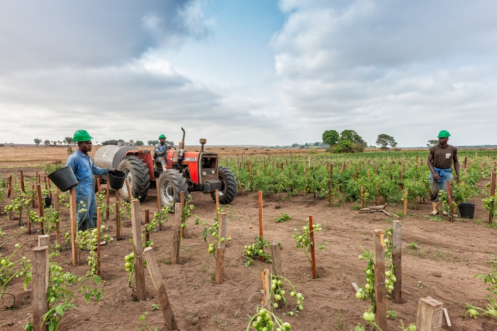 AFRICA: FAO, IFAD and IsDB to cooperate on food security © Andre Silva Pinto /Shutterstock