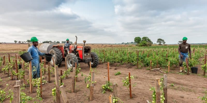 AFRIQUE : la FAO, le FIDA et la BID vont coopérer sur la sécurité alimentaire © Andre Silva Pinto/Shutterstock