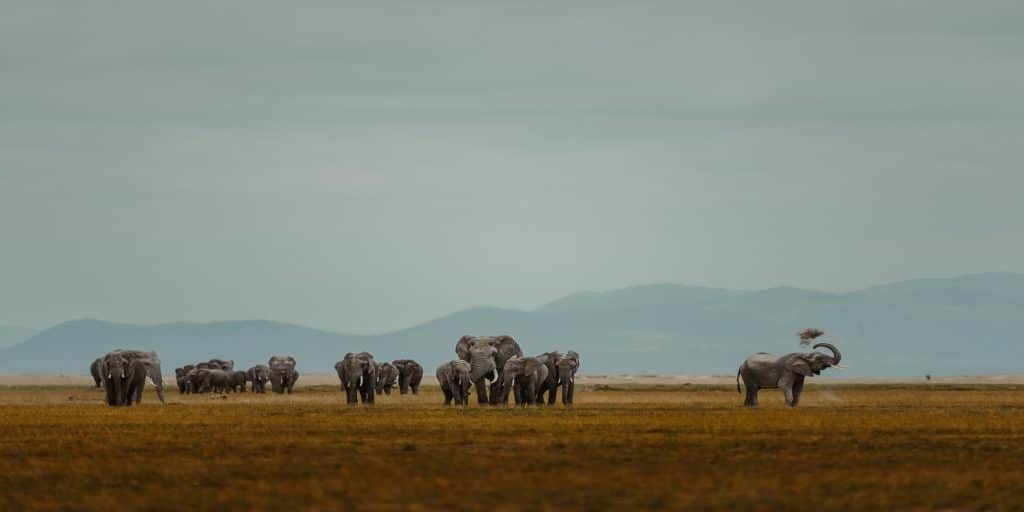 SOUTH AFRICA: Kavango-Zambèze, an area of stability for elephants