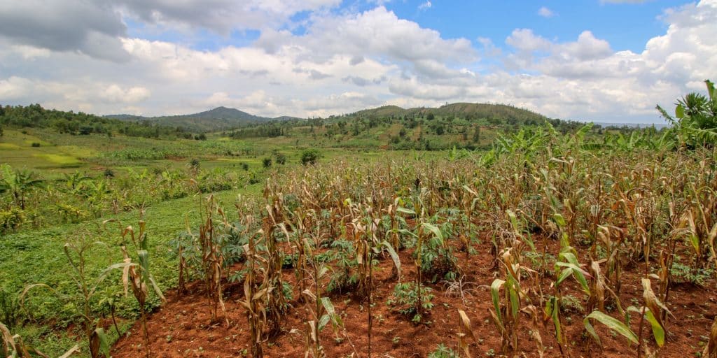 AFRIQUE : le climat met à rude épreuve une agriculture aux rendements insuffisants©Robin Nieuwenkamp/Shutterstock